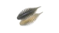 Geecrack Bellows Gill - 051 - Thumbnail