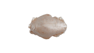 Berkley Gulp Sand Crab Flea - AG - Thumbnail