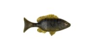 Sudden Impact Sunfish / Perch - 144 - Thumbnail