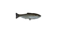 Huddleston Weedless Shad