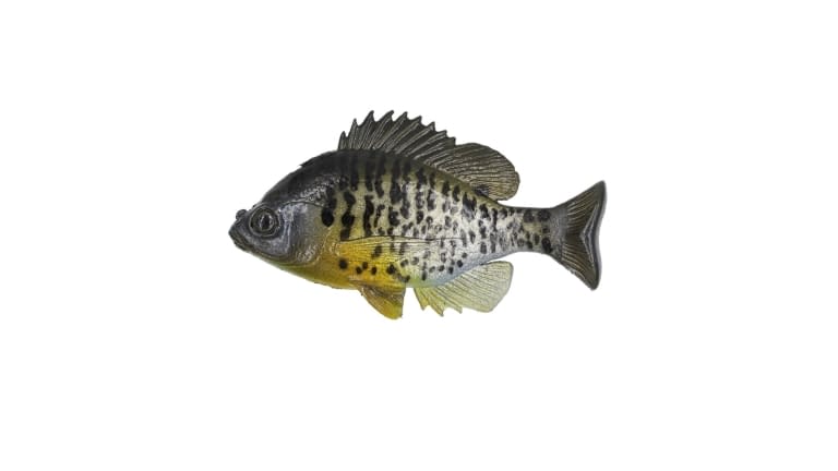 Huddleston Deluxe Bluegill - BG