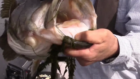 TFIT Tip #3 Targeting Bluegill Beds with Bobby Barrack