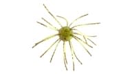 Strike King Tumbleweed Salted - 100 - Thumbnail